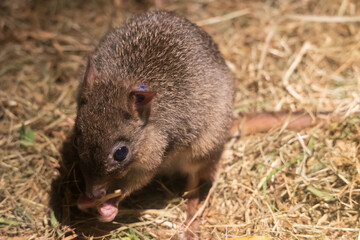 暗いところにいるねずみ