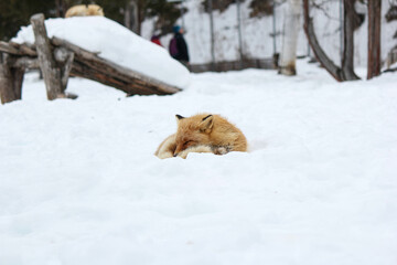 眠たいキタキツネ『北海道・北見市』