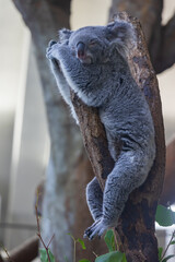 木の上にいるコアラ