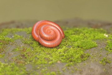 Three rusty millipedes were coiling themselves on a rock overgrown with moss. This animal which has...