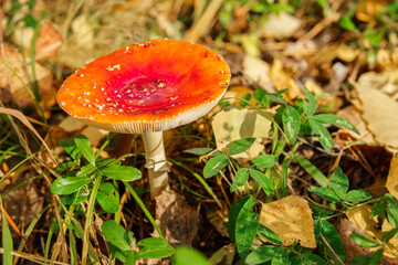 red mushroom in the forest