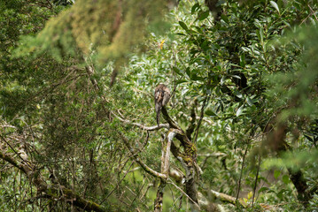 urutau (Nyctibius griseus)