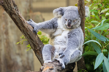 木の上にいるコアラ