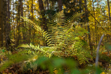 fern in autumn