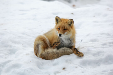 リラックスするキタキツネ『北海道・北見市』