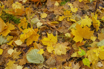 yellow autumn leaves
