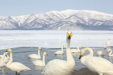 白鳥のいる雪化粧した屈斜路湖（冬の北海道）