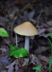 mushrooms in the forest