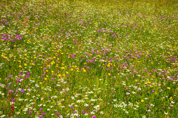 Fototapeta premium Kräuterwiese_8435