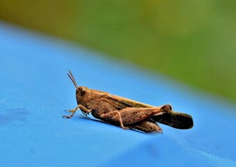 grasshopper