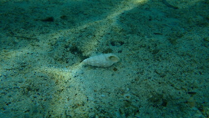 Seashell of common cerith or European cerith (Cerithium vulgatum) on sea bottom, Aegean Sea, Greece, Halkidiki