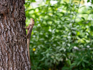 Thai yellow brown skin chameleon lizard perched on tree trunk on green nature leaves bokeh background with copy space.