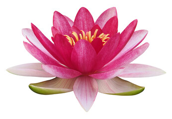 Lotus flower or water lily, PNG, isolated on transparent background - Powered by Adobe