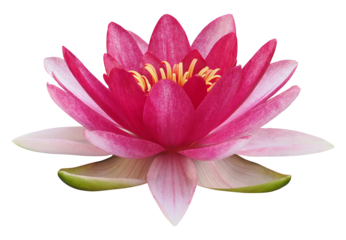 Lotus flower or water lily, PNG, isolated on transparent background