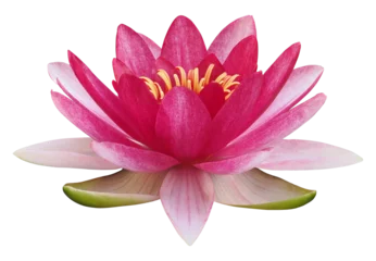 Foto op Canvas Lotus flower or water lily, PNG, isolated on transparent background © Robin