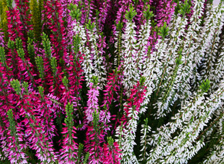 Heath in different colours, autumn colours