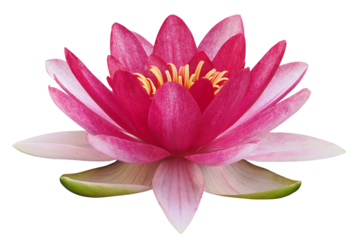 Lotus flower or water lily, PNG, isolated on transparent background