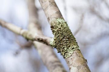 symbiotic lichen growing on branch of tree in winter