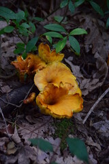 mushroom in the forest