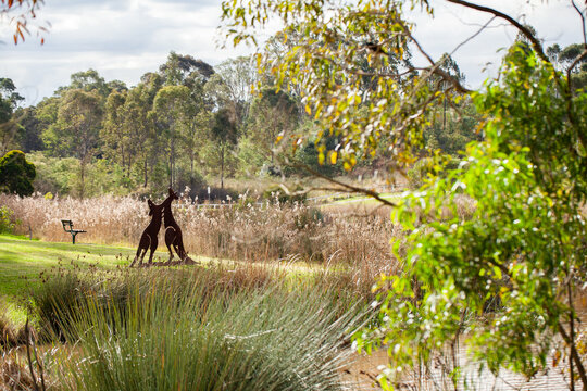 Metal kangaroos fight near seat in Aussie park beside dam