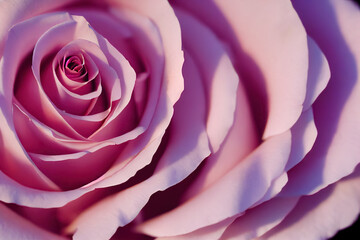 Fototapeta na wymiar Beautiful pink rose illustration. Made to look like a macro photograph. Can be used as background