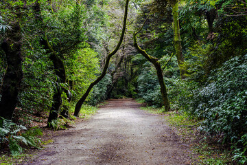 Obraz premium 林の中の大きな道