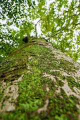 Obraz premium 幹のコケ