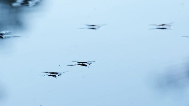 Water striders or skippers or scooters running and jumping on the beautiful blue water surface. Common pond skaters or skimmers above the lake in breeding season. Wetland insects or bugs in a pond. 4K