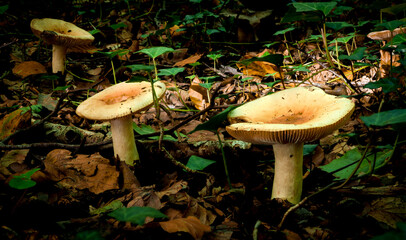 Toadstools in Dover Woods