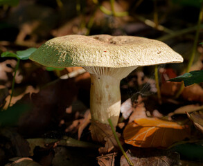 Toadstools in Dover Woods