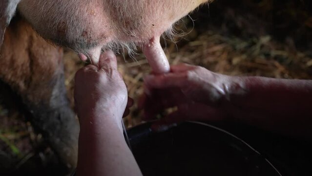 Hands of an elderly woman close-up milking cow's milk
