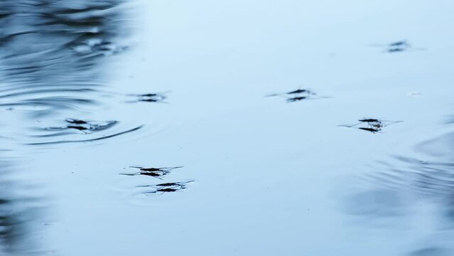 Water striders or skippers or scooters running and jumping on the beautiful blue water surface. Common pond skaters or skimmers above the lake in breeding season. Wetland insects or bugs in a pond. 4K