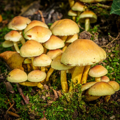 Toadstools in Dover Woods