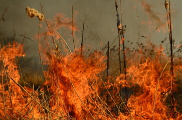 coastal zone of marsh creek, strong smoke from fire of liana overgrowth. Spring fires of dry reeds...