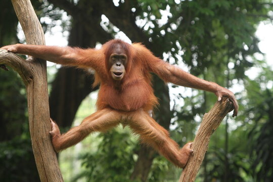 The Young Orangutan