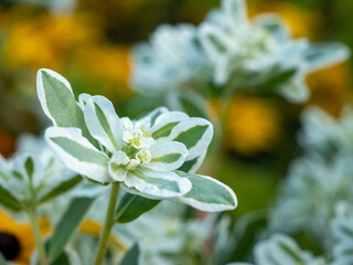Close-up of a white flower of Euphorbia marginata against the backdrop of nature. Close-up.