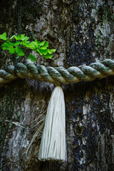 イチョウの巨木