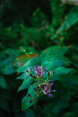 タイワンホトトギス