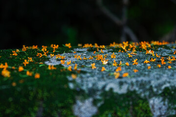 キンモクセイの花が散る