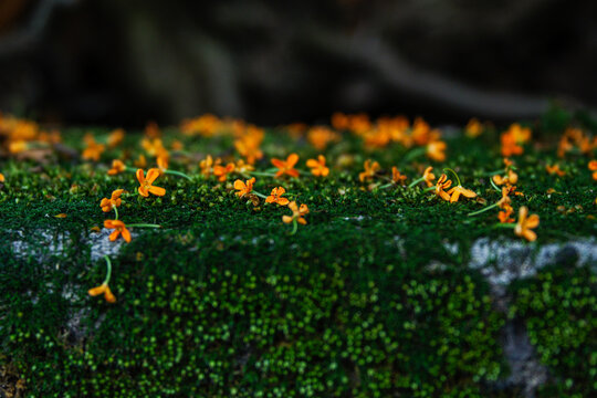 花散る の画像 14 062 件の Stock 写真 ベクターおよびビデオ Adobe Stock