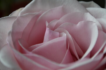 Pink gentle rose close up