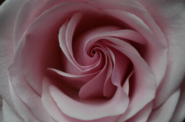 Fototapeta na wymiar Pink gentle rose close up