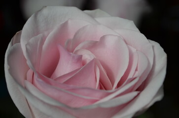Pink gentle rose close up