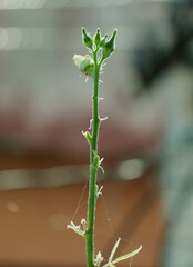ladyfinger plant and ladyfinger growing in vertical