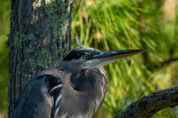 great blue heron 