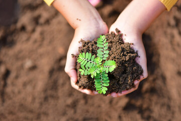 Hand holding Green young tree plant sprout growing out from the soil, environment earth day concept,