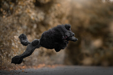 Obraz premium Black Poodle dog breed jumping