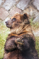 おじさんのように座って腕をかくエゾヒグマ