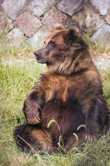 おじさんのように座って腕をかくエゾヒグマ