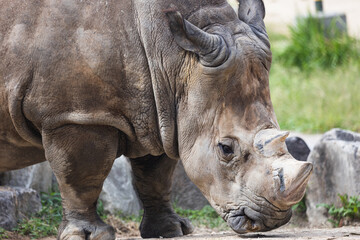 Obraz premium 姫路セントラルパーク ミナミシロサイ